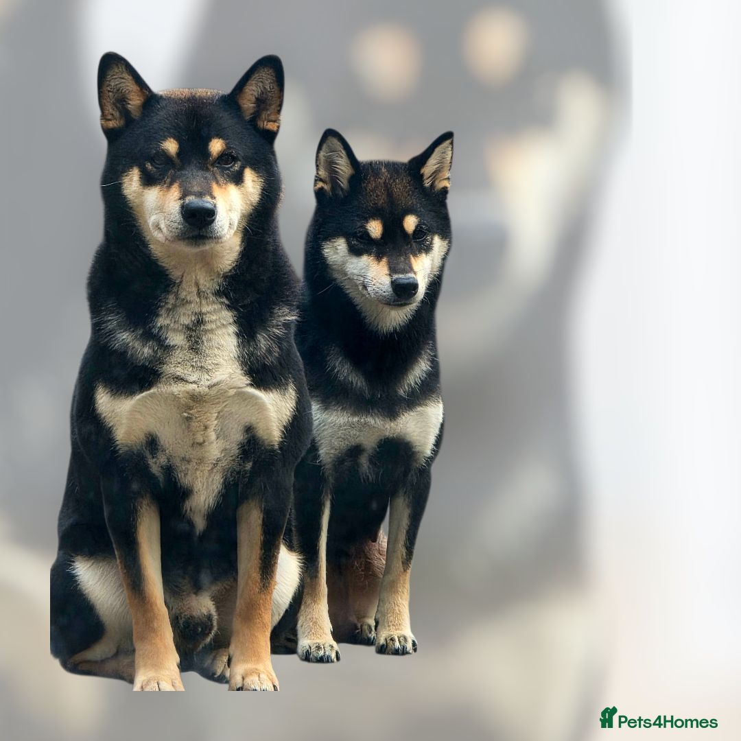 Japanese Shiba Inu dogs Japanese Shiba Inu - Advert 2