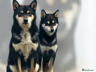 Japanese Shiba Inu dogs Japanese Shiba Inu - Advert 2