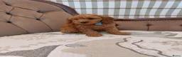 Cavapoo dogs for sale: Extensively Health Tested Fox Red Cavapoo puppies - Advert 10