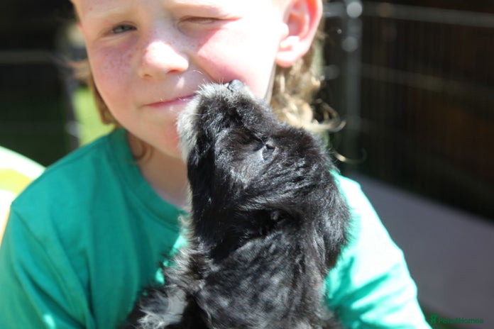 Bordoodle dogs - Advert 4