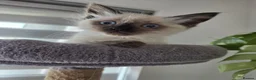 Ragdoll cats for sale: Ragdoll kittens  - Advert 6