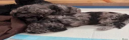 Standard Poodle dogs for sale: Afterglow standard poodles! in Cardiff - Advert 7