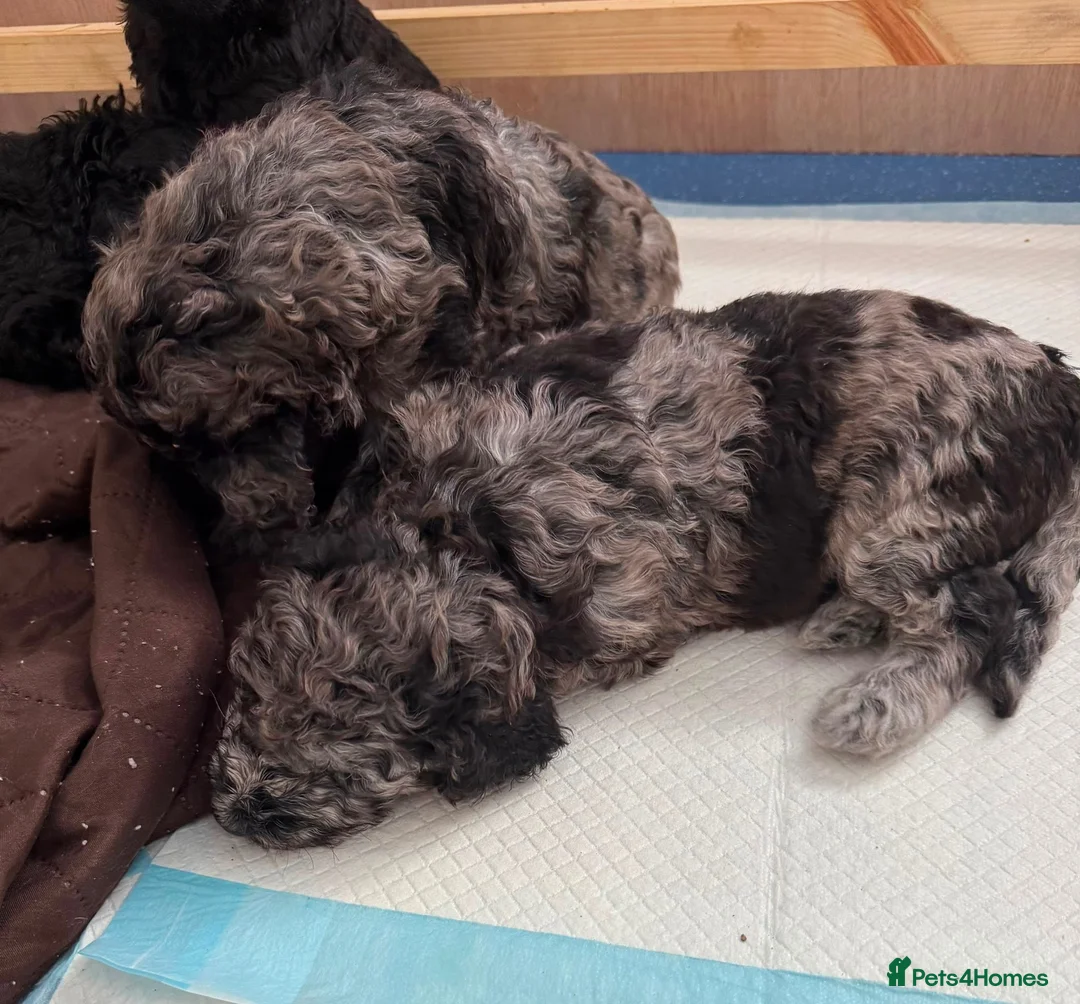 Standard Poodle dogs for sale: Afterglow standard poodles! in Cardiff - Advert 7