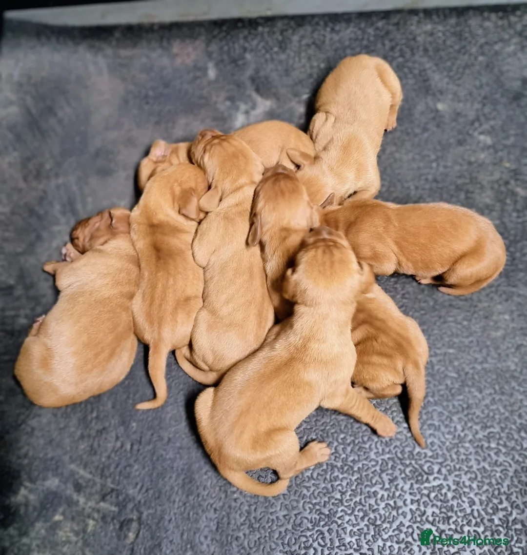 Hungarian Vizsla dogs for sale: Stunning KC Hungarian Vizsla Puppies  - Advert 2
