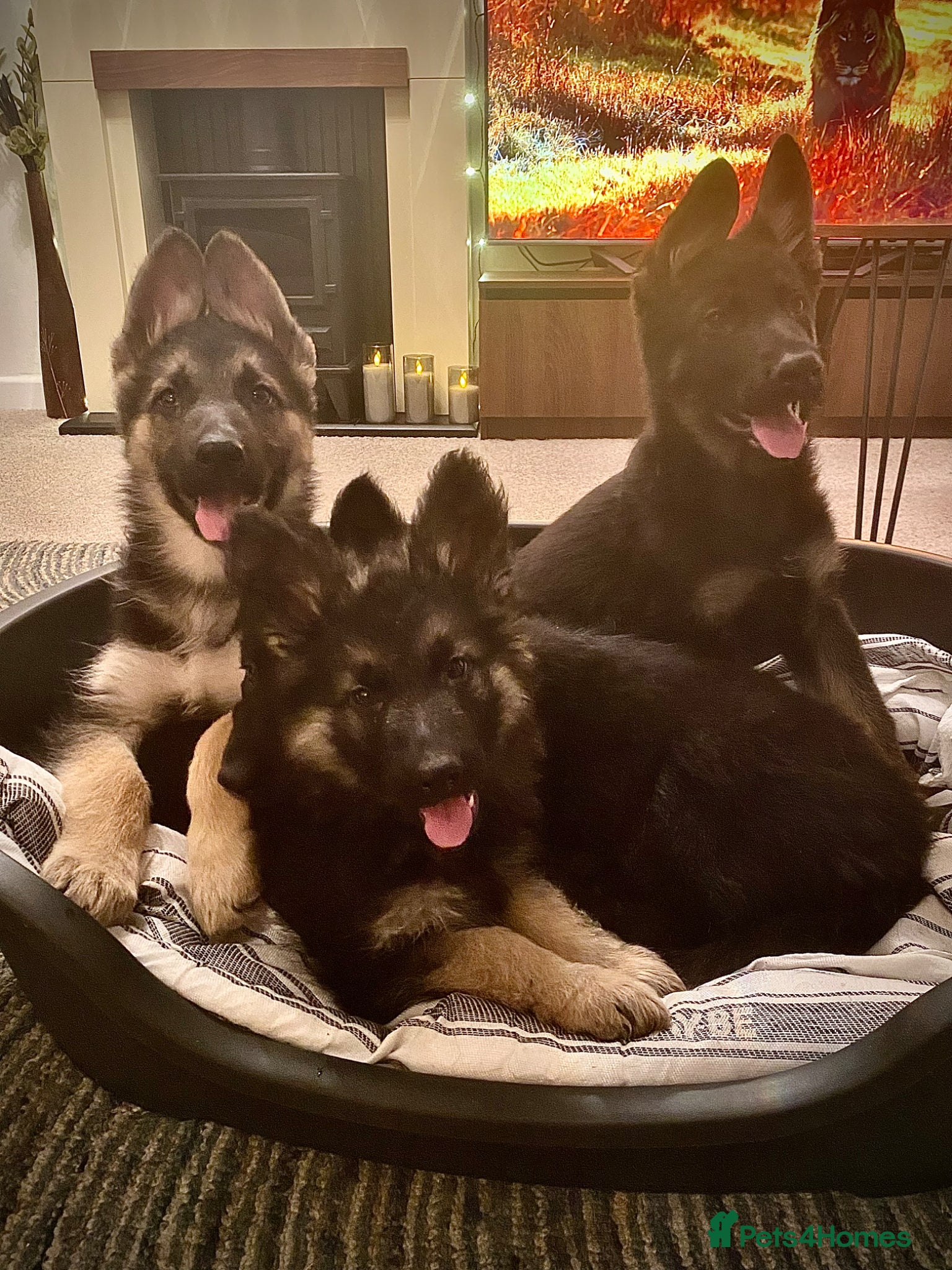 German Shepherd dogs German shepherd puppies  - Advert 1