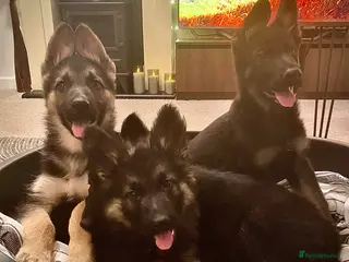 German Shepherd dogs German shepherd puppies - Advert 1