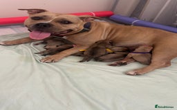 American Bully dogs for sale: pocket bully puppies - Image 5