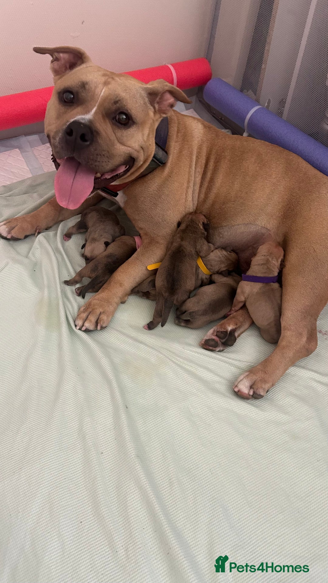 American Bully dogs for sale: pocket bully puppies - Image 5