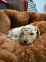 Miniature Poodle dogs - Advert 2