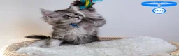 Maine Coon cats for sale: Stunning Maine Coon Kittens - Advert 6