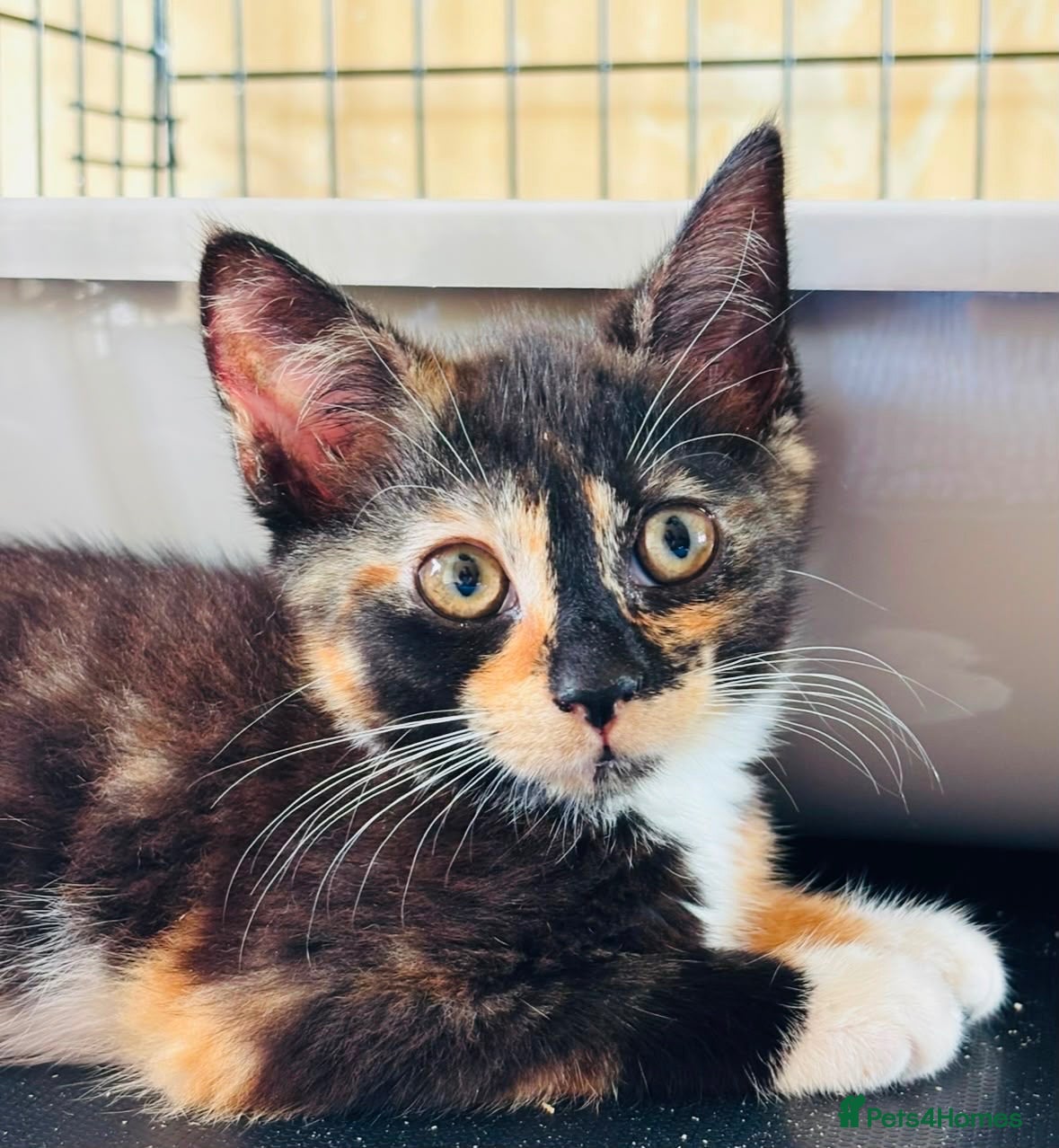 Domestic Shorthair cats Matcha & Tiny - Adopt Cats in Crisis East Ldn - Advert 3