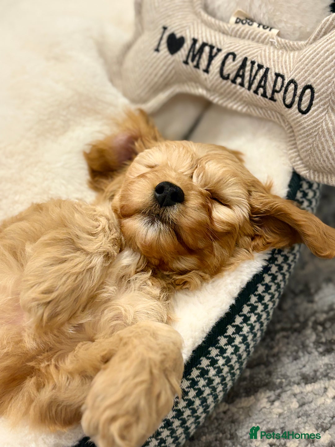 Cavapoo dogs for stud: F1 Cavapoo for stud  - Image 9