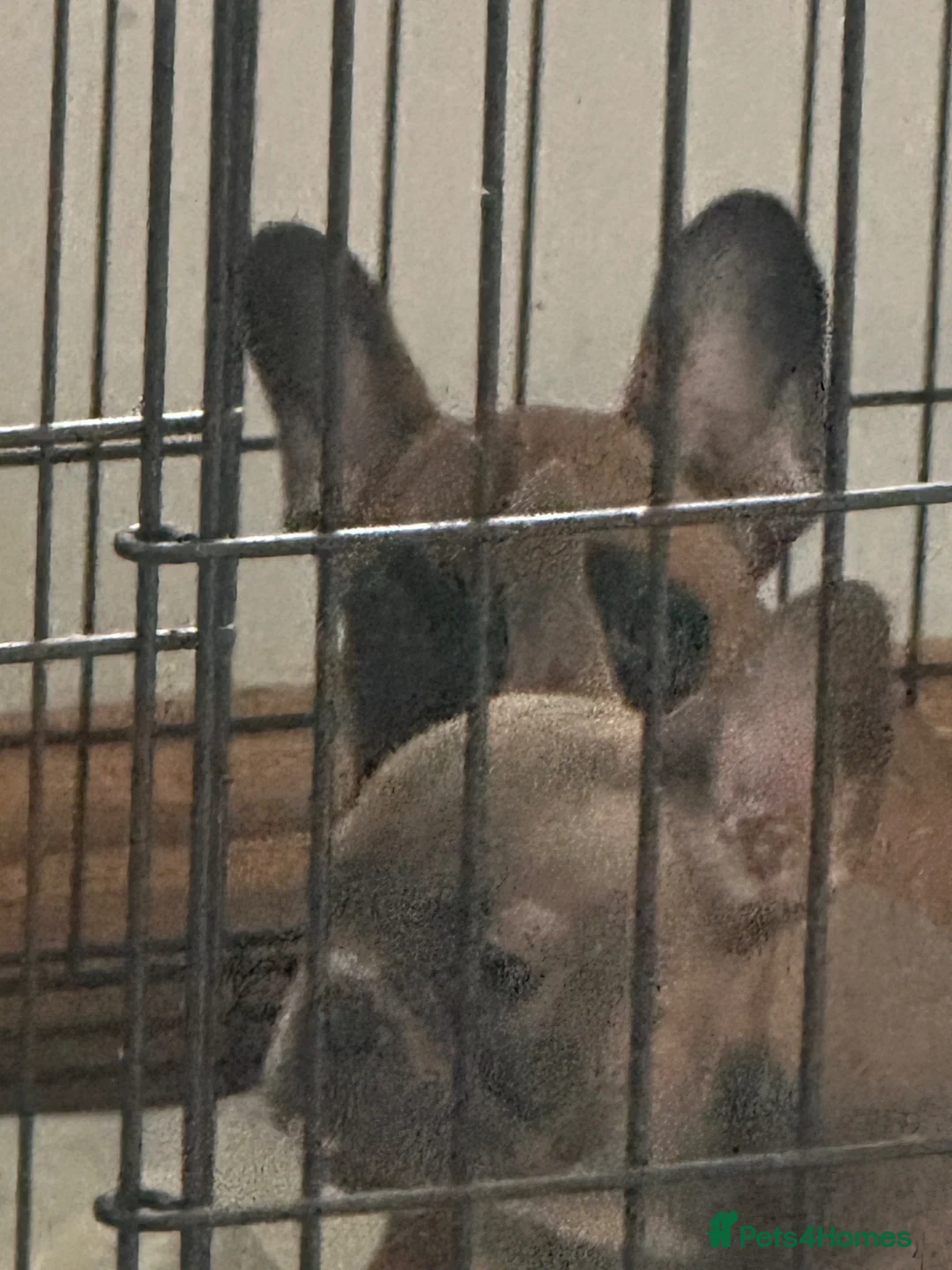 French Bulldog dogs for sale: Last 2 remaining puppies in Rhyl - Advert 4
