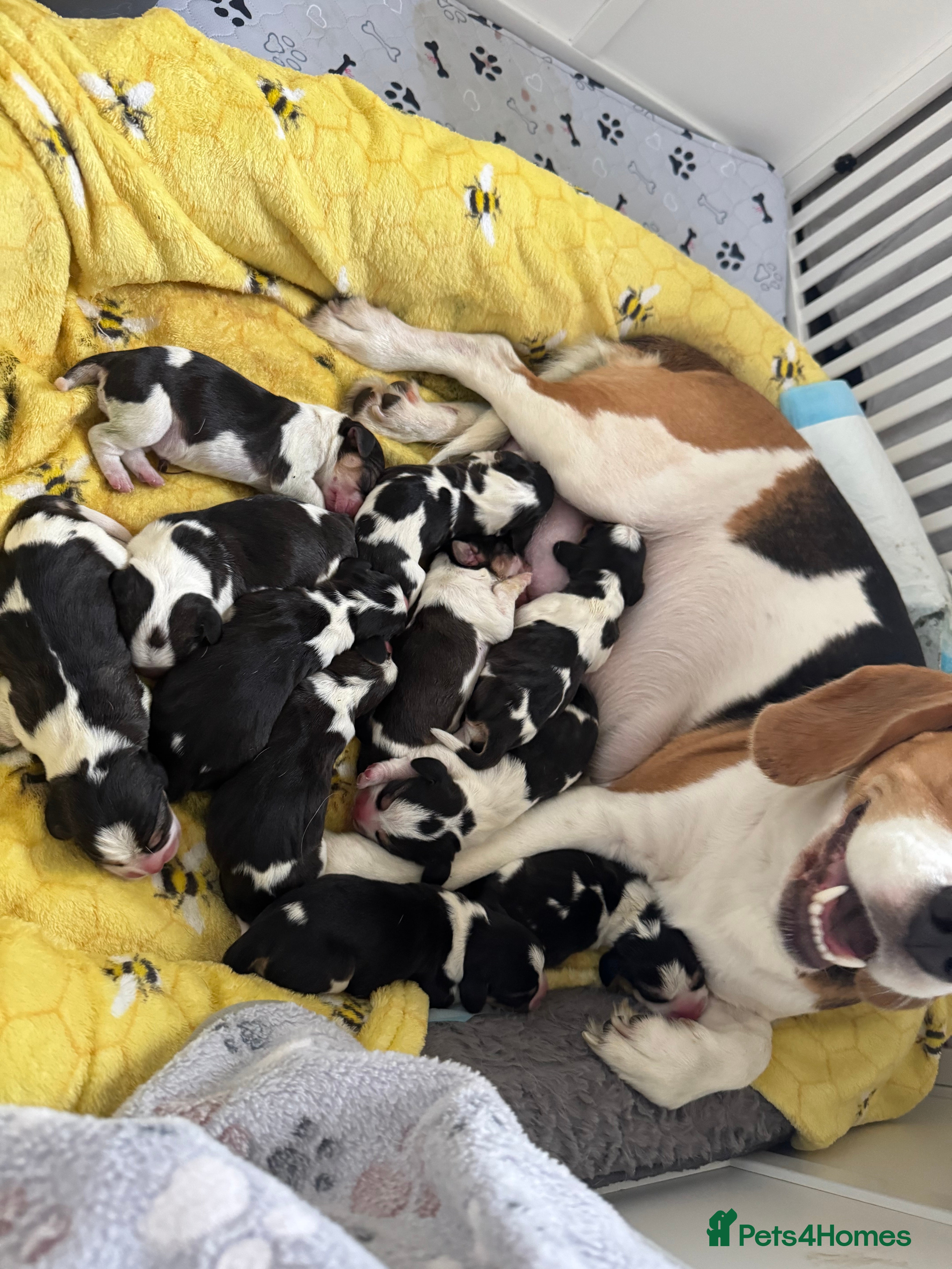 Beagle dogs 11 Beagle puppies - Advert 1