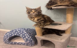 Maine Coon cats for sale: Pedigree Maine Coon kittens - Image 22