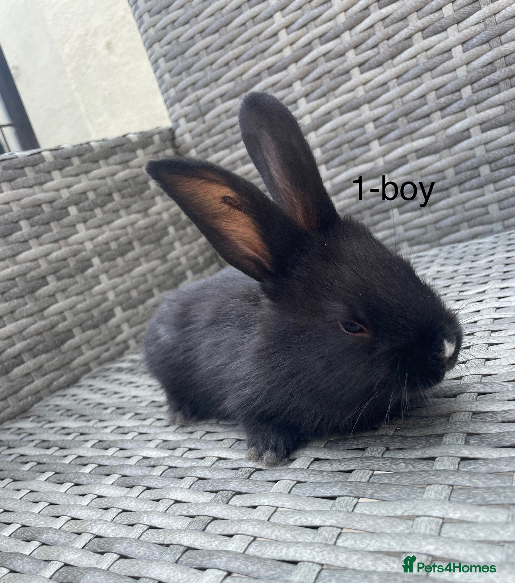 Continental Giant rabbits 💖 Pure bred continental giants💖 - Advert 15