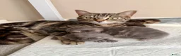 Mixed Breed cats for sale: 🐾 Beautiful Male Tabby Kitten 🐾 - Advert 2