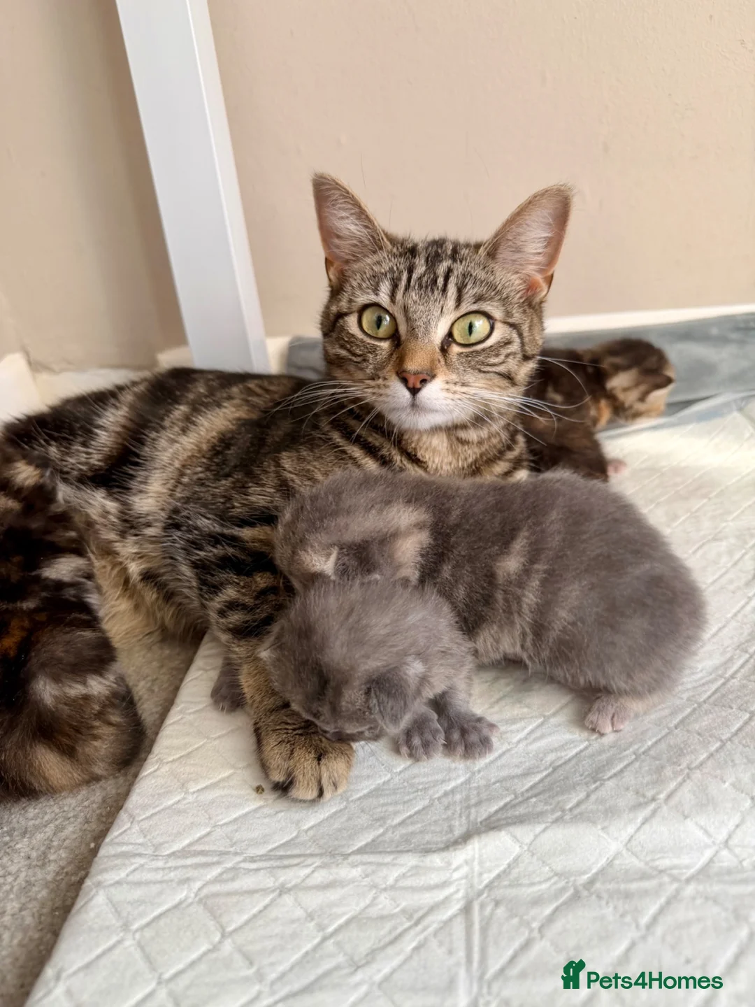 Mixed Breed cats for sale: 🐾 Beautiful Male Tabby Kitten 🐾 - Advert 2