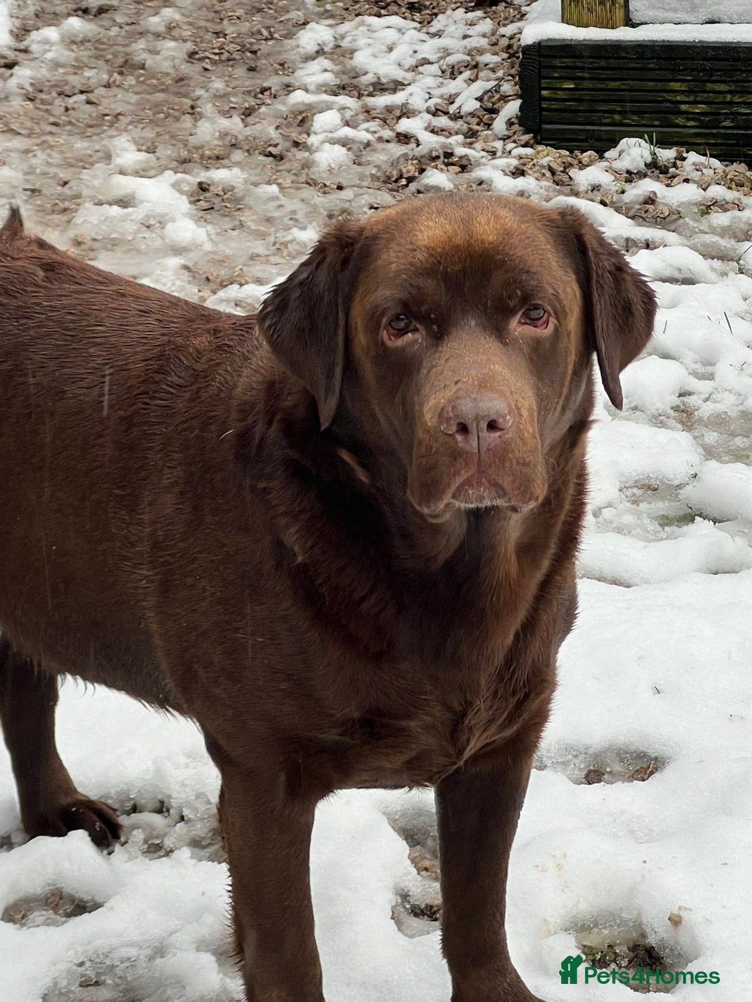 Labrador Retriever dogs for stud: Show Chunky Chocolate Male For Stud - Image 2