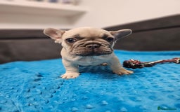 French Bulldog dogs for sale: French bulldog puppies  - Advert 39