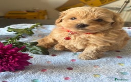 Maltipoo dogs for sale: Perfect small Maltipoo’s  puppy’s ❤️ - Image 7