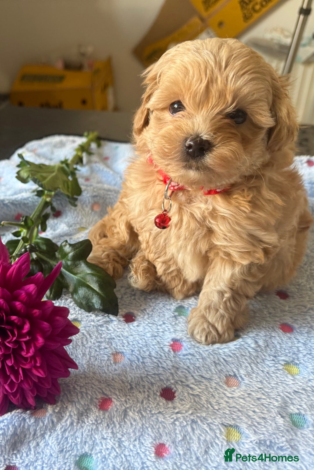 Maltipoo dogs for sale: Perfect small Maltipoo’s  puppy’s ❤️ - Image 7