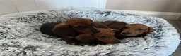 Miniature Dachshund dogs for sale: Miniature dachshund puppies - Advert 33