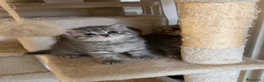 British Shorthair 3
