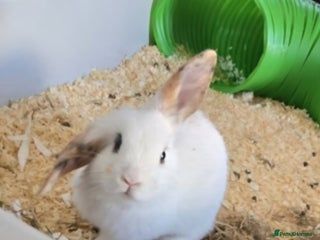 Mini Lop rabbits - Advert 13