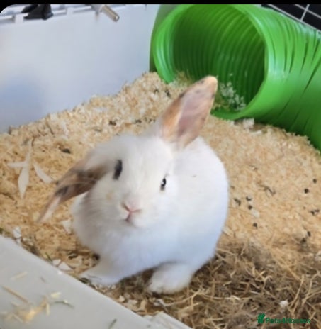 Mini Lop rabbits - Advert 2