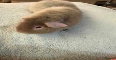 Guinea Pig rodents - Advert 4