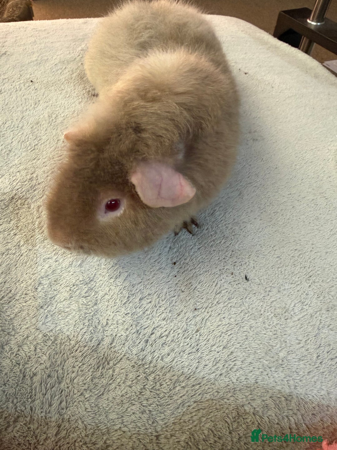 Guinea Pig rodents for sale: Lilac “Teddy” 1 year old guinea pig for sale :)  - Image 3