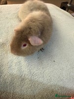 Guinea Pig rodents - Advert 10