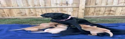 Labrador Retriever dogs for sale: ONE PUP LEFT-KC Reg, Red fox boy - Advert 6