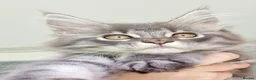 Maine Coon cats for sale: Maine coon kittens  - Advert 5