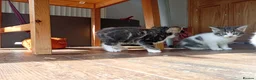 Mixed Breed cats for sale: Kittens Mixed breed (father 1/4 Bengal) - Advert 14
