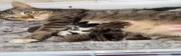 Bengal cats for sale: Bengal cross kittens  - Advert 4