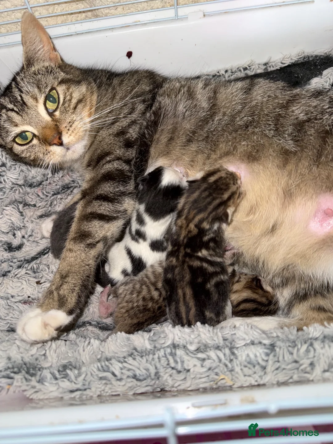 Bengal cats for sale: Black and white female kitten  - Advert 2