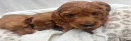 Cavapoo dogs for sale: Cavapoo puppies - Advert 33