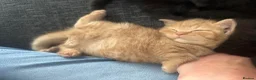 British Shorthair cats for sale: 2 Gccf registered British Shorthair kittens - Advert 12