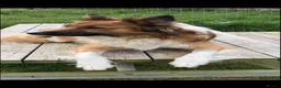 Mixed Breed dogs for sale: Collie puppy’s  in Ivybridge - Advert 20