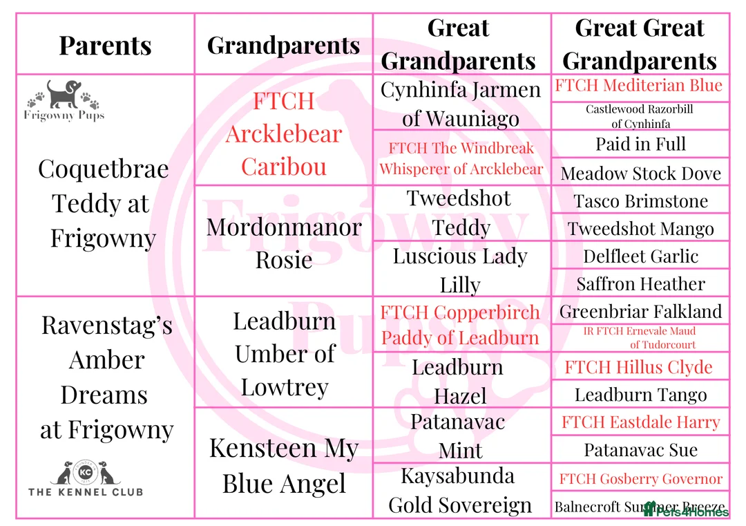 Labrador Retriever dogs for sale: Roger the Fox Red Lab - Advert 2