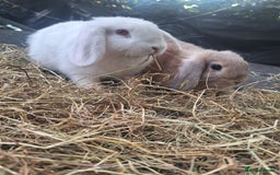Mini Lop rabbits for sale: Beautiful purebred mini lop eared kits  - Image 3