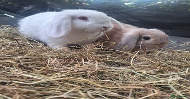 Mini Lop rabbits - Advert 2