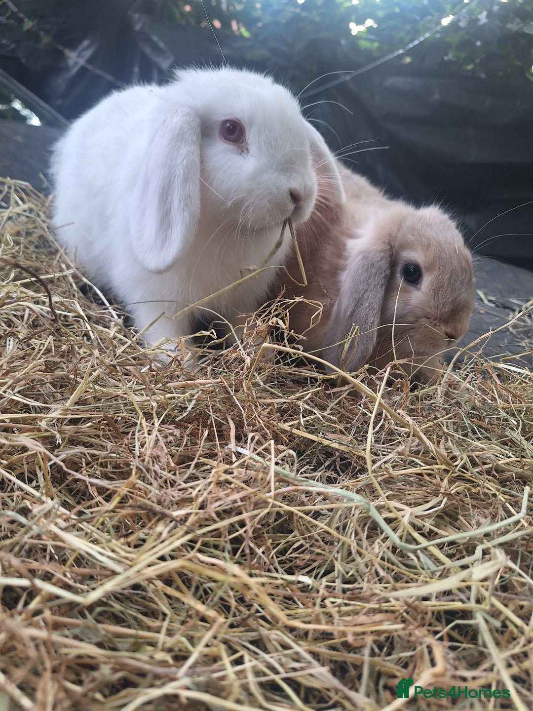 Mini Lop rabbits for sale: Beautiful purebred mini lop eared kits  - Image 3