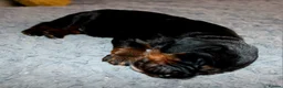 Cocker Spaniel dogs for sale: KC Reg WCS pups Health tested FTCH lines - Advert 15