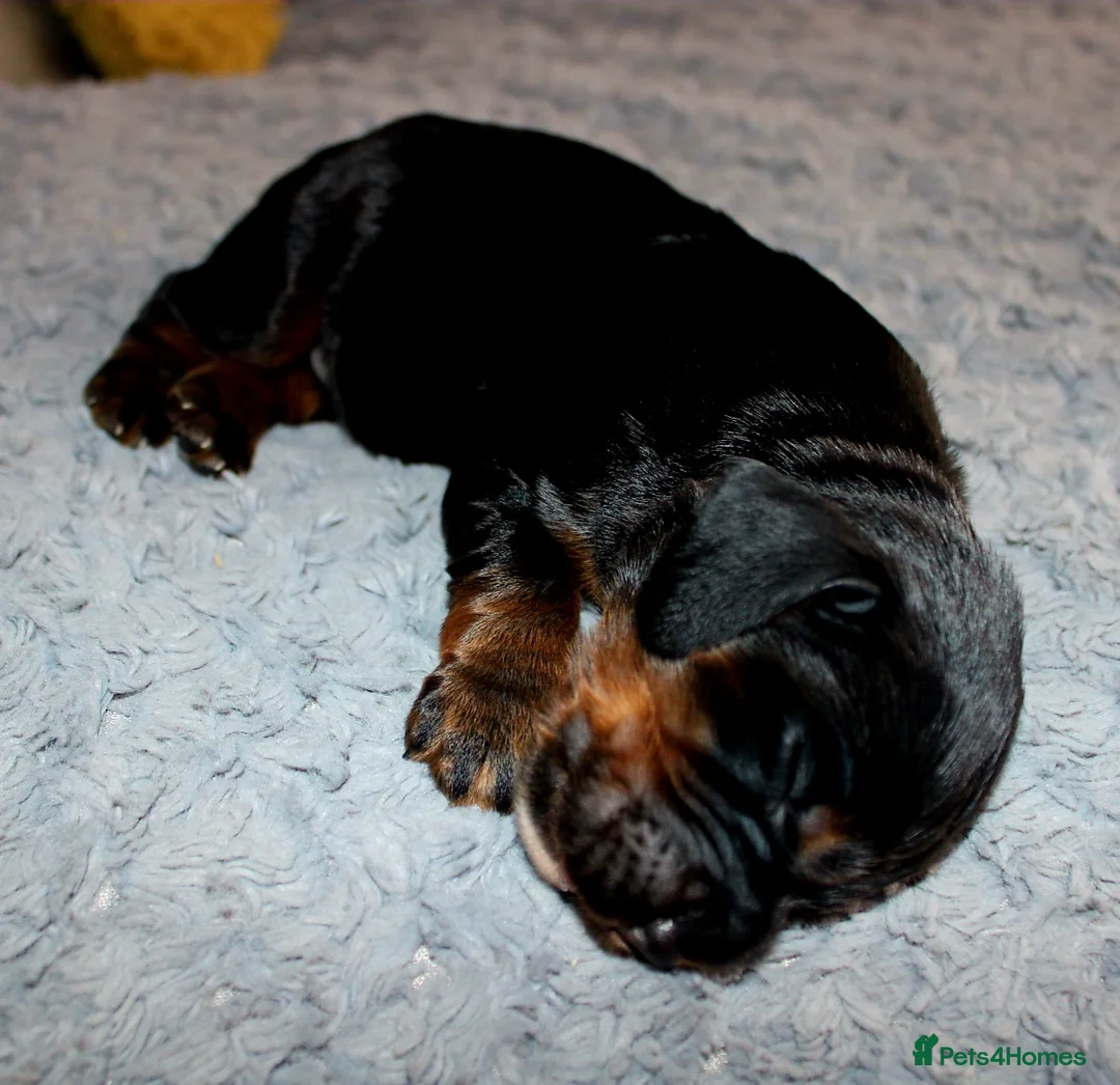 Cocker Spaniel dogs for sale: KC Reg WCS pups Health tested FTCH lines - Advert 15