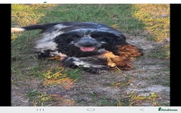 Cocker Spaniel dogs for sale: Show type Cocker Spaniels  - Image 2