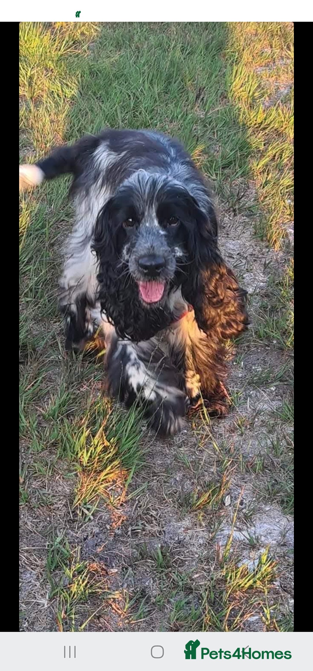 Cocker Spaniel dogs for sale: Show type Cocker Spaniels  - Image 2