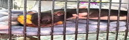 Rat rodents for sale: Two Male Fancy Rats in Worcester - Advert 5